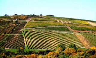 The Treasures of Tokaj