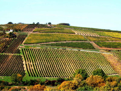 The Treasures of Tokaj