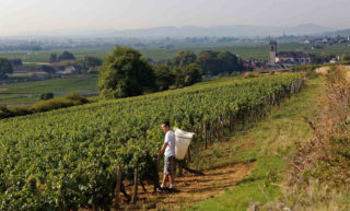 Appellation Pommard – Burgundy