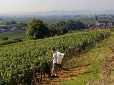 Appellation Pommard – Burgundy