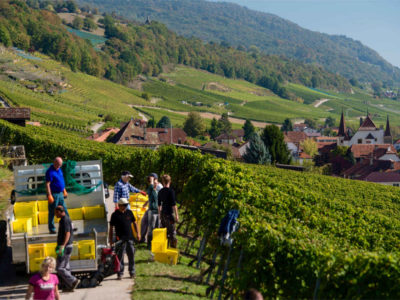 Œil de Perdrix – een ‘Zwitserse wijn’