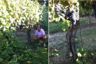 Centenarian Tuscan Tempranillo in Beconcini’s vineyards