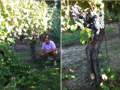 Centenarian Tuscan Tempranillo in Beconcini’s vineyards