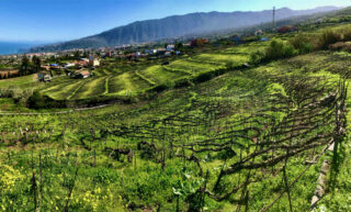 Tenerife – wines styles, appellations & grape varieties