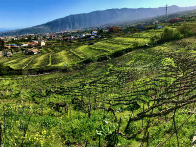 Tenerife – wines styles, appellations & grape varieties