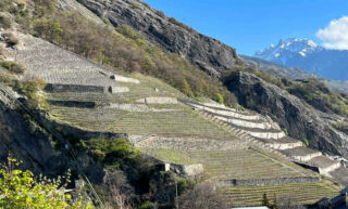 Syrah in Valais groeit uit tot het druivenras van de toekomst