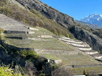 Syrah in Valais groeit uit tot het druivenras van de toekomst