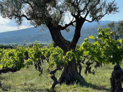 Languedoc