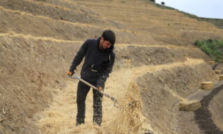 Water deprivation in the vineyard