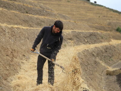 Water deprivation in the vineyard